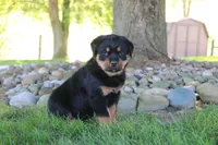Sophie, a female Rottweiler for sale in Millersburg, OH – 6 of 7