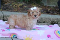 Russel, a male Cavapoo for sale in Baltic, OH – 2 of 9