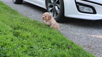 Russel, a male Cavapoo for sale in Baltic, OH – 9 of 9