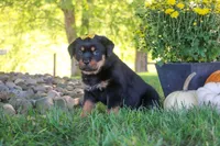Oakley, a female Rottweiler for sale in Millersburg, OH – 3 of 9
