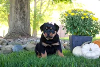 Annabelle, a female Rottweiler for sale in Millersburg, OH – 2 of 5
