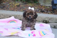 Rudy, a male Cavapoo for sale in Baltic, OH – 2 of 10