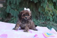 Rudy, a male Cavapoo for sale in Baltic, OH – 5 of 10