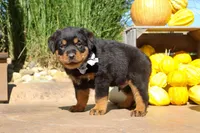 Ranger, a male Rottweiler for sale in Millersburg, OH – 5 of 7