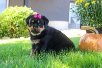 Sophie, a female Rottweiler for sale in Millersburg, OH – 3 of 7