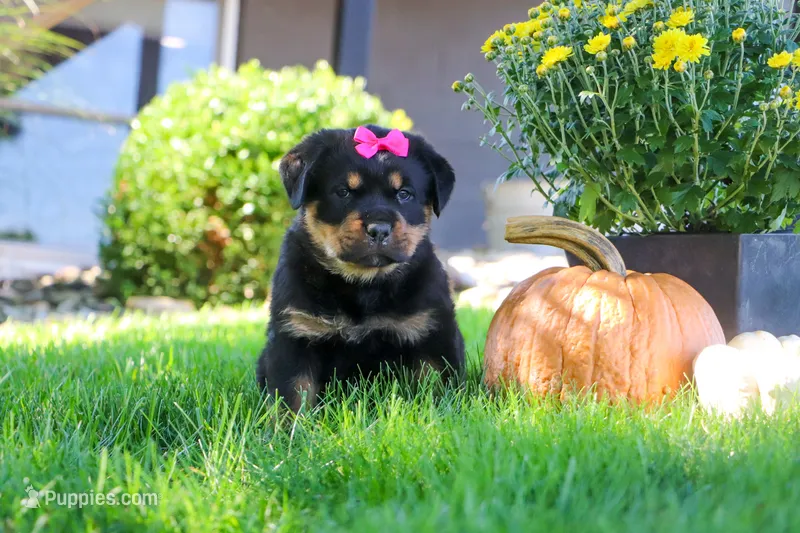 Sophie – Rottweiler puppy for sale in Millersburg, OH