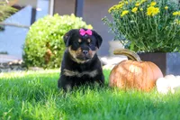 Sophie, a female Rottweiler for sale in Millersburg, OH – 2 of 7