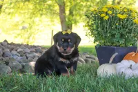 Oakley, a female Rottweiler for sale in Millersburg, OH – 8 of 9