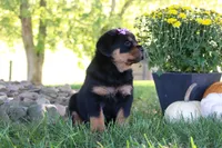 Mia, a female Rottweiler for sale in Millersburg, OH – 3 of 6