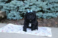 Randall, a male Cavapoo for sale in Baltic, OH – 4 of 10