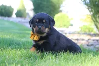 Ryder, a male Rottweiler for sale in Millersburg, OH – 4 of 9