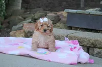 Russel, a male Cavapoo for sale in Baltic, OH – 6 of 9