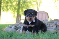 Ranger, a male Rottweiler for sale in Millersburg, OH – 7 of 7