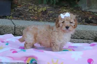 Russel, a male Cavapoo for sale in Baltic, OH – 7 of 9