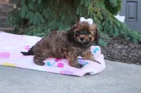 Rudy, a male Cavapoo for sale in Baltic, OH – 3 of 10