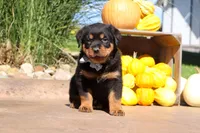 Ranger, a male Rottweiler for sale in Millersburg, OH – 6 of 7