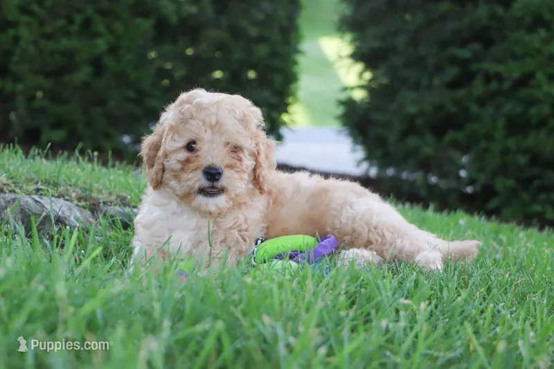 Russel – Cavapoo puppy for sale in Baltic, OH