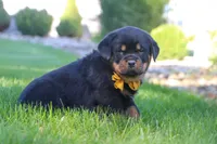 Ryder, a male Rottweiler for sale in Millersburg, OH – 9 of 9