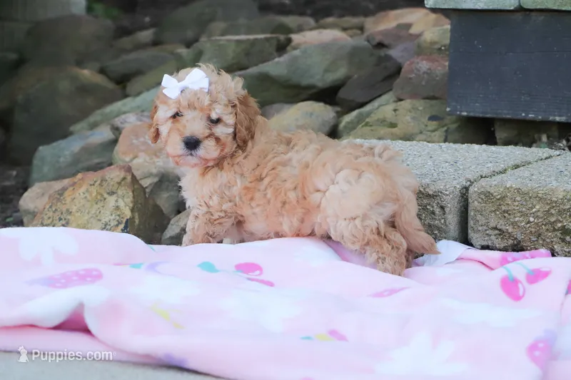 Russel – Cavapoo puppy for sale in Baltic, OH