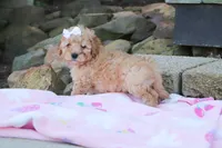 Russel, a male Cavapoo for sale in Baltic, OH – 1 of 9