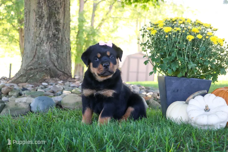 Annabelle – Rottweiler puppy for sale in Millersburg, OH