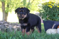 Oakley, a female Rottweiler for sale in Millersburg, OH – 5 of 9