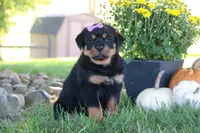 Mia, a female Rottweiler for sale in Millersburg, OH – 2 of 6