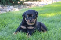 Ryder, a male Rottweiler for sale in Millersburg, OH – 2 of 9