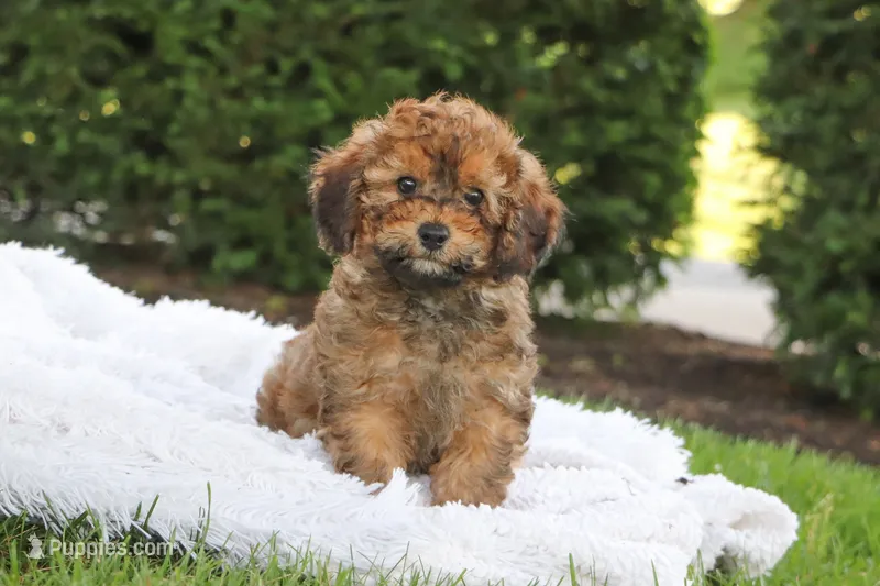 Rudy – Cavapoo puppy for sale in Baltic, OH