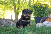 Oakley, a female Rottweiler for sale in Millersburg, OH – 6 of 9