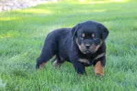 Ryder, a male Rottweiler for sale in Millersburg, OH – 3 of 9