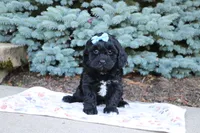 Randall, a male Cavapoo for sale in Baltic, OH – 3 of 10