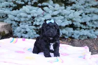 Randall, a male Cavapoo for sale in Baltic, OH – 9 of 10