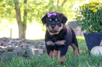 Mia, a female Rottweiler for sale in Millersburg, OH – 6 of 6