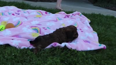 Rudy, a male Cavapoo for sale in Baltic, OH – 10 of 10