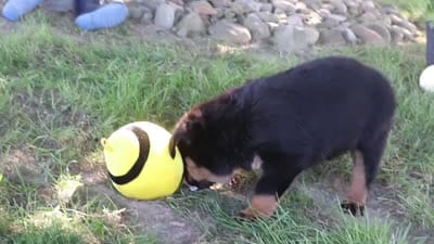 Oakley, a female Rottweiler for sale in Millersburg, OH – 9 of 9
