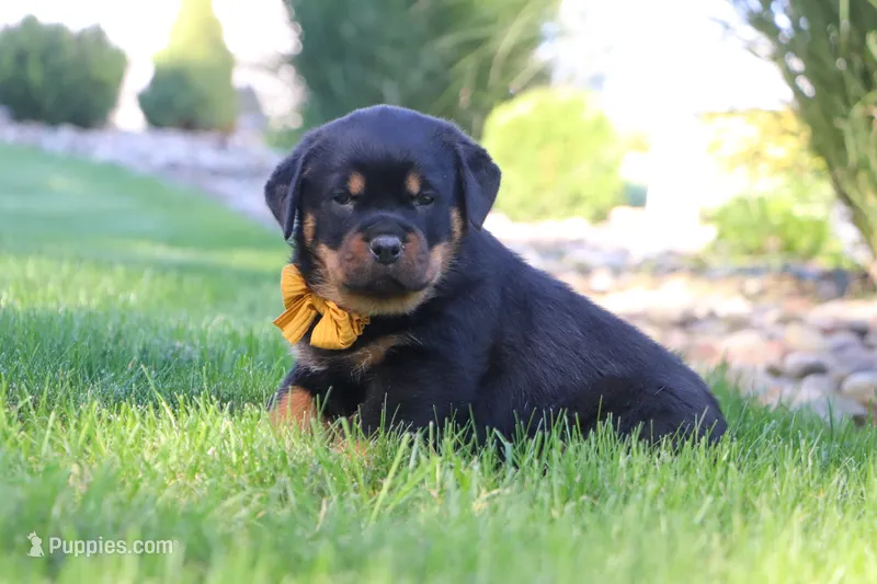 Ryder – Rottweiler puppy for sale in Millersburg, OH