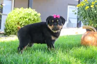 Sophie, a female Rottweiler for sale in Millersburg, OH – 5 of 7