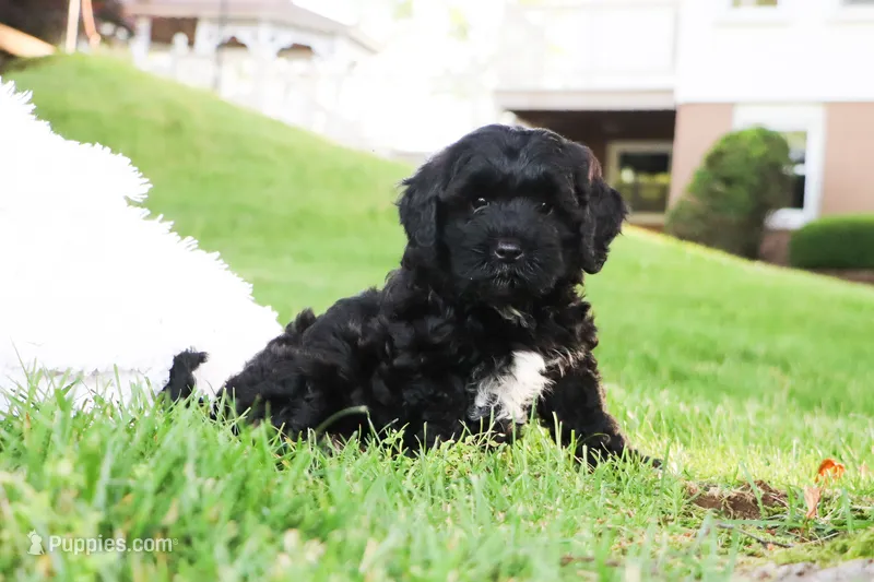 Randall – Cavapoo puppy for sale in Baltic, OH