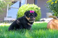 Sophie, a female Rottweiler for sale in Millersburg, OH – 4 of 7