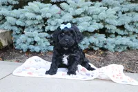 Randall, a male Cavapoo for sale in Baltic, OH – 1 of 10