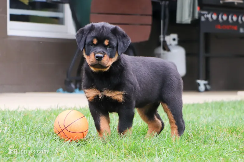 Annabelle – Rottweiler puppy for sale in Millersburg, OH