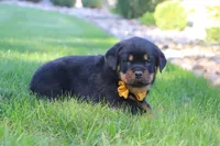 Ryder, a male Rottweiler for sale in Millersburg, OH – 5 of 9