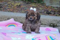 Rudy, a male Cavapoo for sale in Baltic, OH – 6 of 10