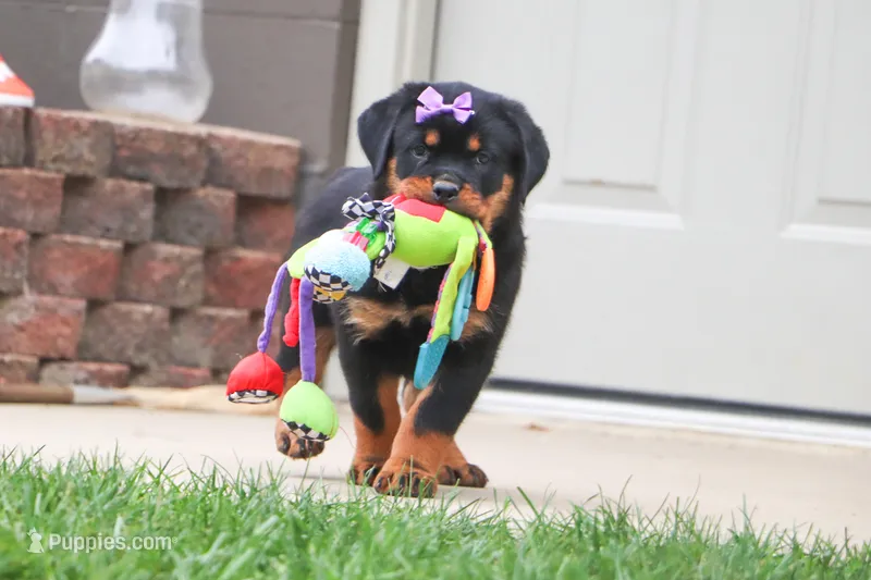 Mia – Rottweiler puppy for sale in Millersburg, OH