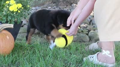 Annabelle, a female Rottweiler for sale in Millersburg, OH – 5 of 5