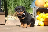 Ranger, a male Rottweiler for sale in Millersburg, OH – 3 of 7