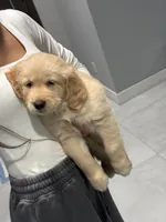 Symba, a male Golden Retriever for sale in Santa Clarita, CA – 3 of 4