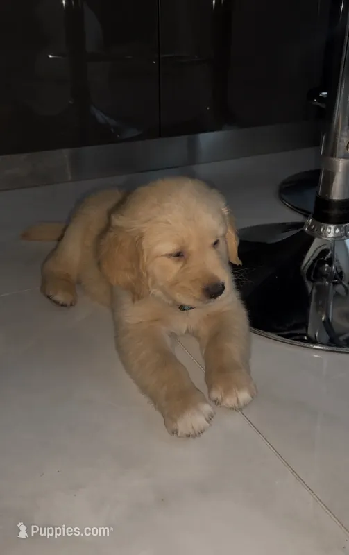 Symba – Golden Retriever puppy for sale in Santa Clarita, CA