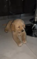 Symba, a male Golden Retriever for sale in Santa Clarita, CA – 1 of 4